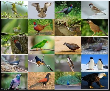 Học Tiếng Nhật : Chủ Đề Các Loại Chim